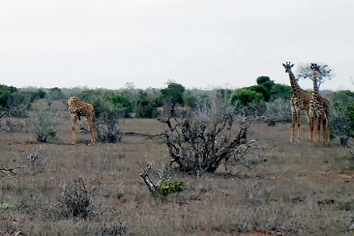 Kenia (431)